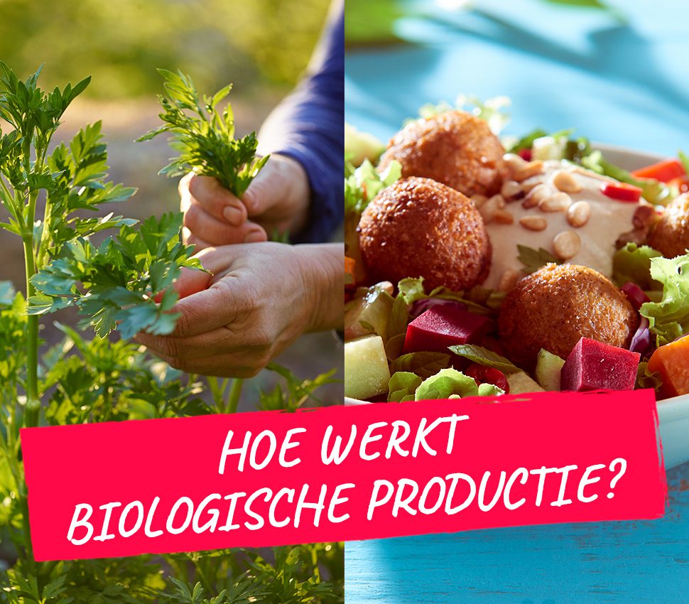 Hoe Werkt Biologische Productie Bij Florentin